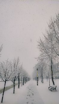 Tranquil snow-covered road lined with trees on a winter day.