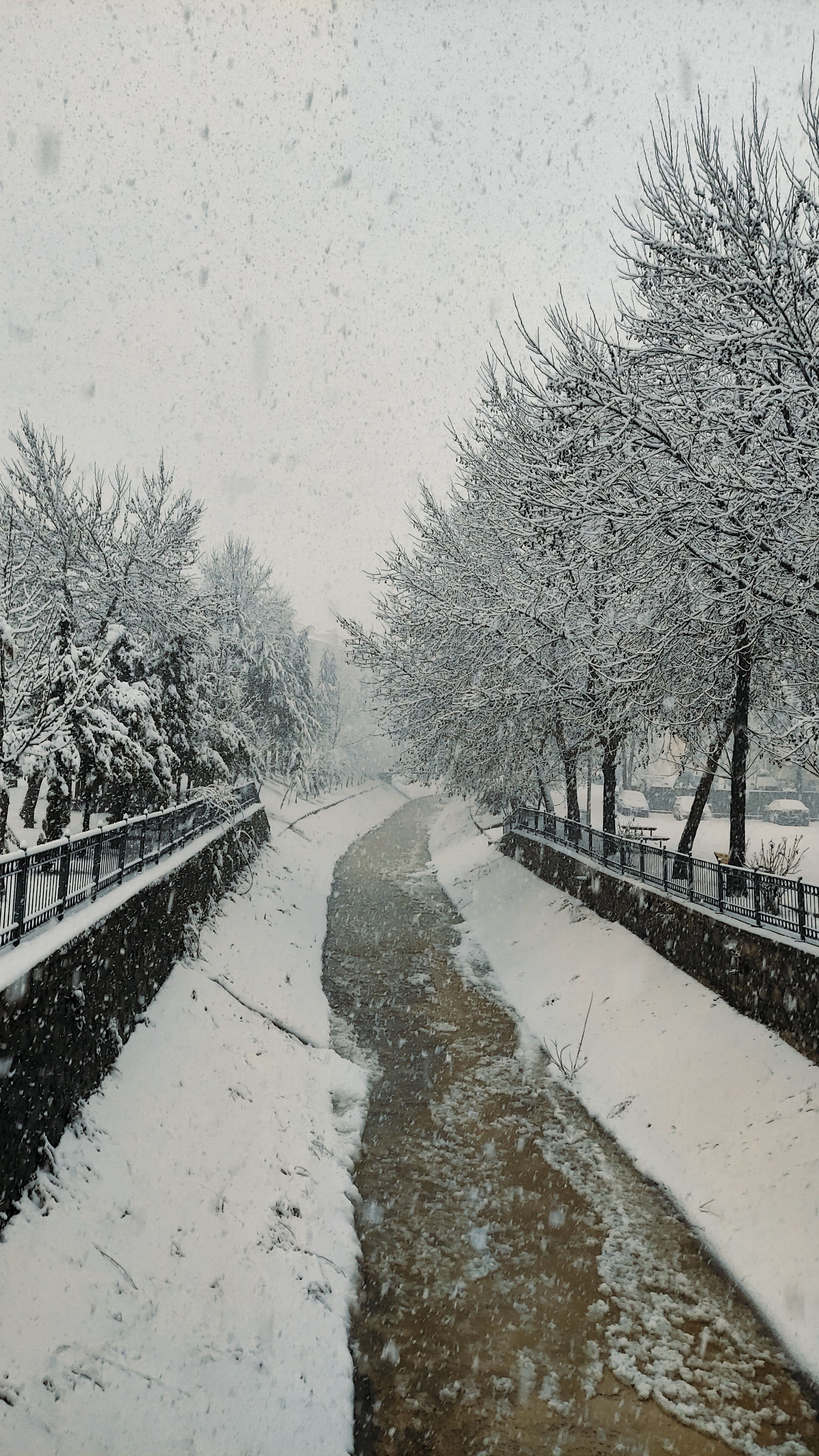 Snowy Forest Pathway in Winter Wonderland · Free Stock Photo