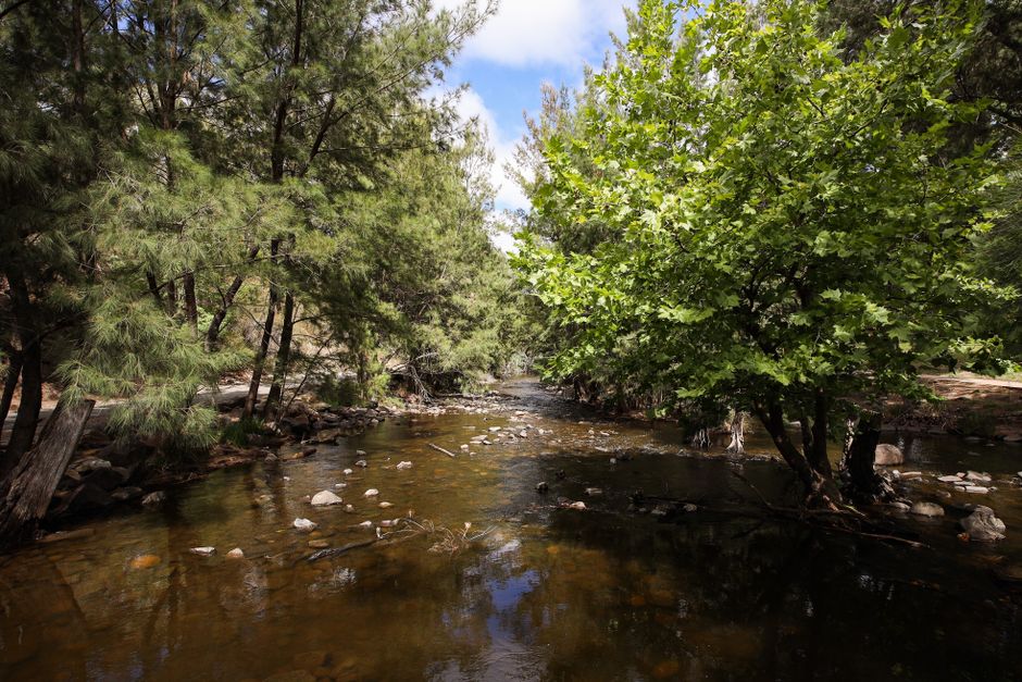 A peaceful river flowing through lush greenery in Canberra, Australia, under a bright sky.