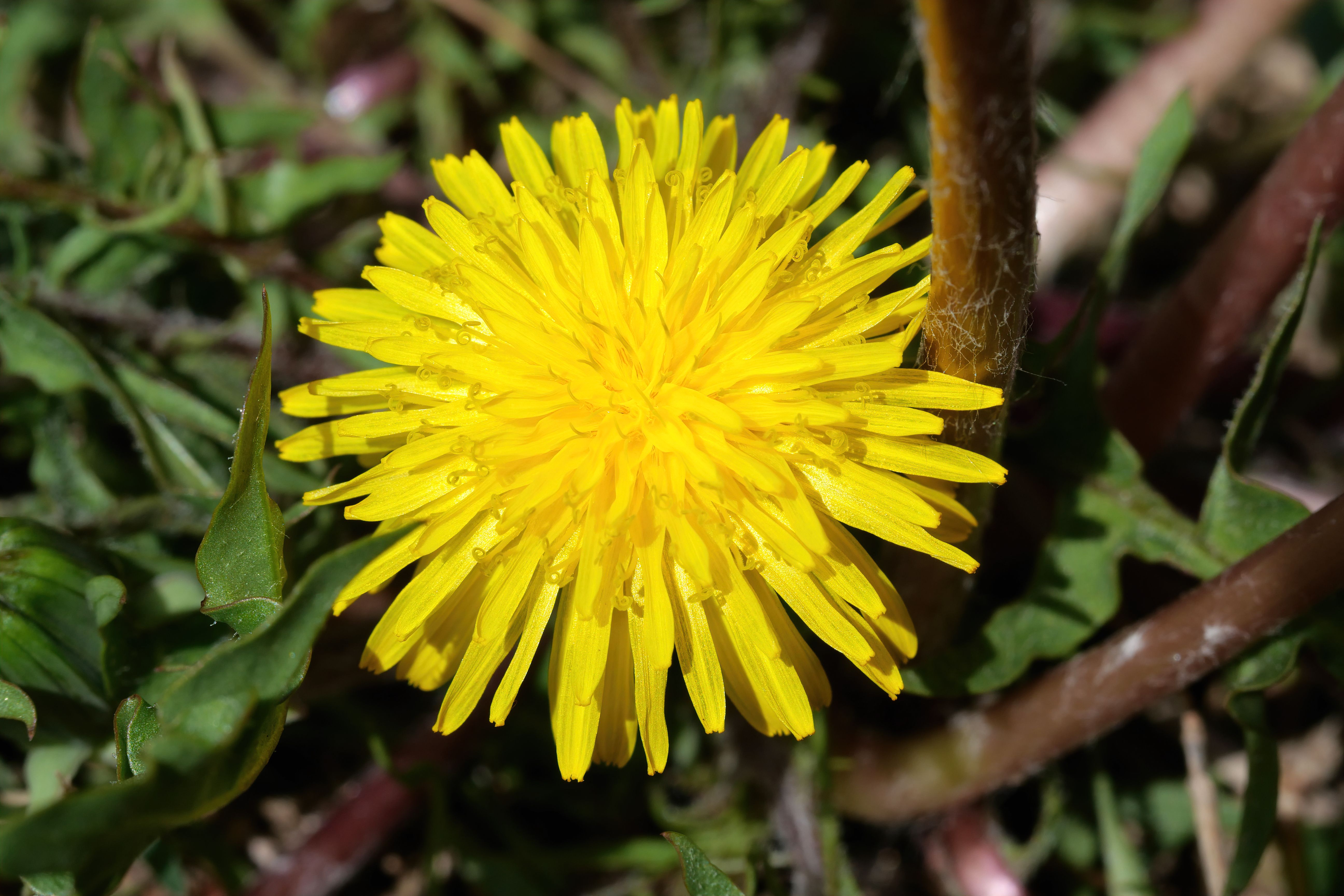 Dandelion Leaf Plant Profile