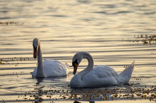 Free Two majestic swans swim on a reflective golden pond during a tranquil day. Stock Photo