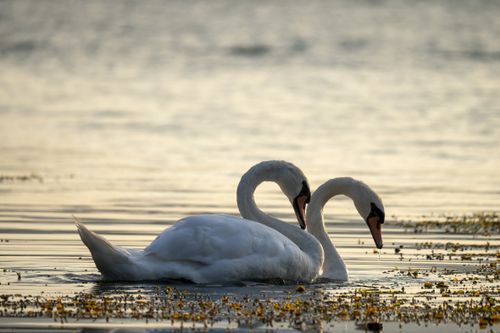 Free Two elegant swans gracefully swimming together at sunset in calm waters. Stock Photo