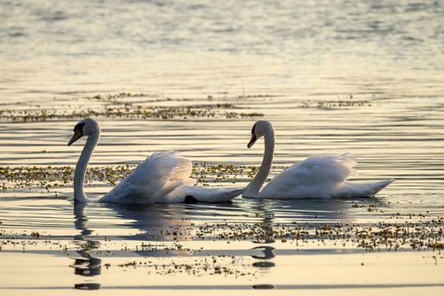 Free Two graceful swans swim together at sunset on a serene lake, reflecting calm and beauty. Stock Photo