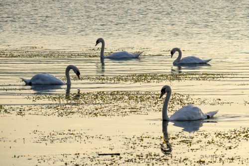 Free A tranquil scene of swans gliding on a lake at sunrise with reflections in water. Stock Photo