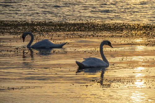 Free Two swans glide gracefully on a calm lake during a golden sunset, capturing nature's tranquility. Stock Photo