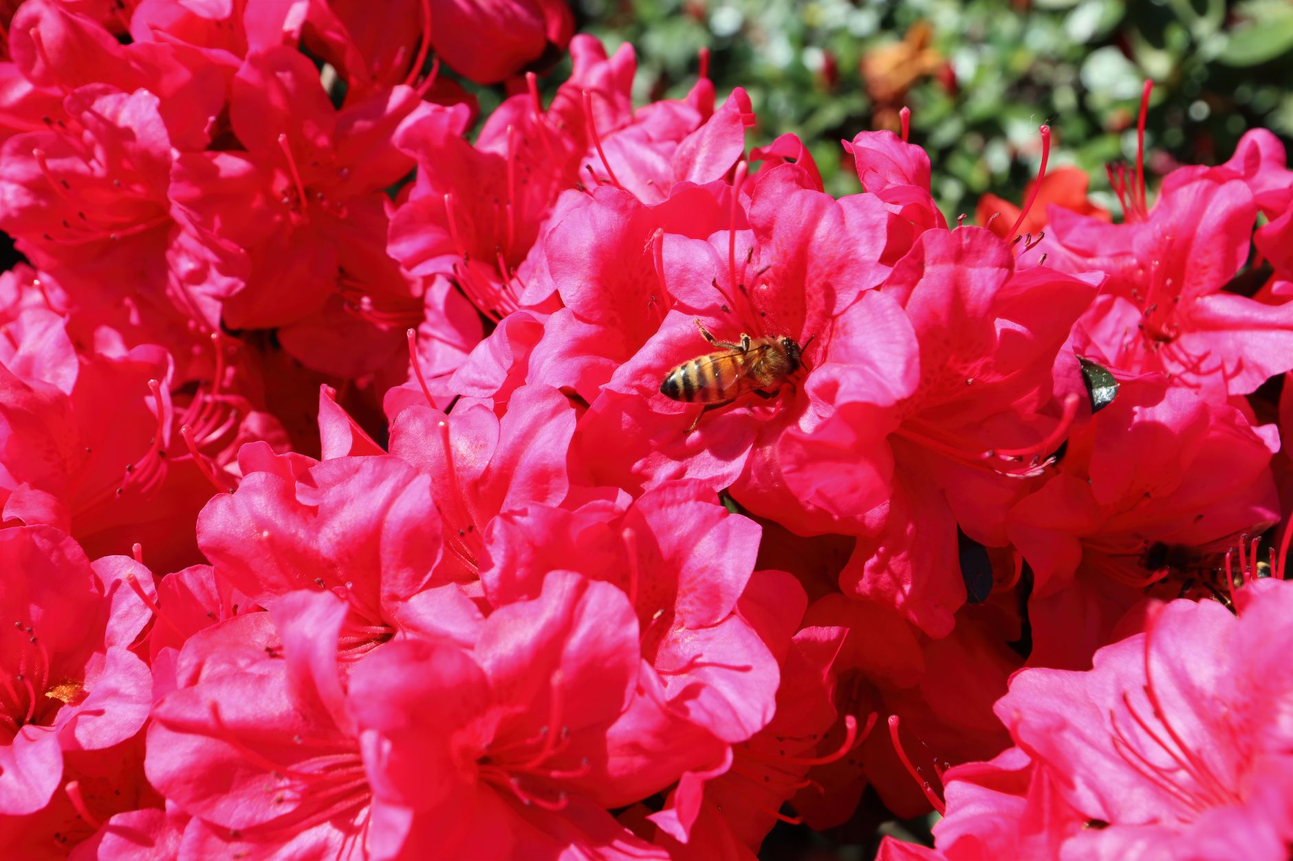 Close-up of a bee pollinating bright pink azalea flowers in full bloom, showcasing nature's vivid beauty.