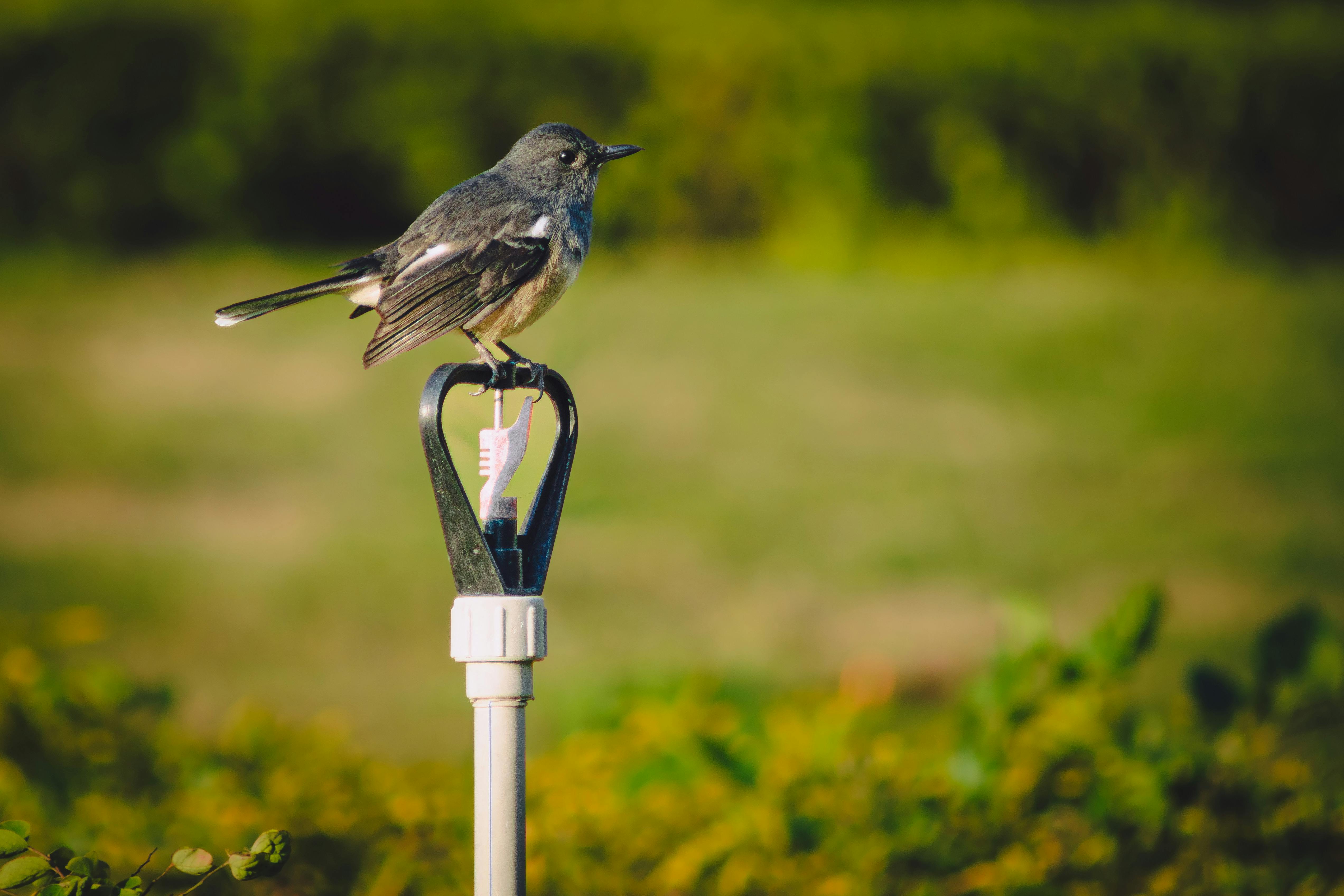 oscillating sprinkler