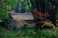 Serene Bamboo Grove with Traditional Hut
