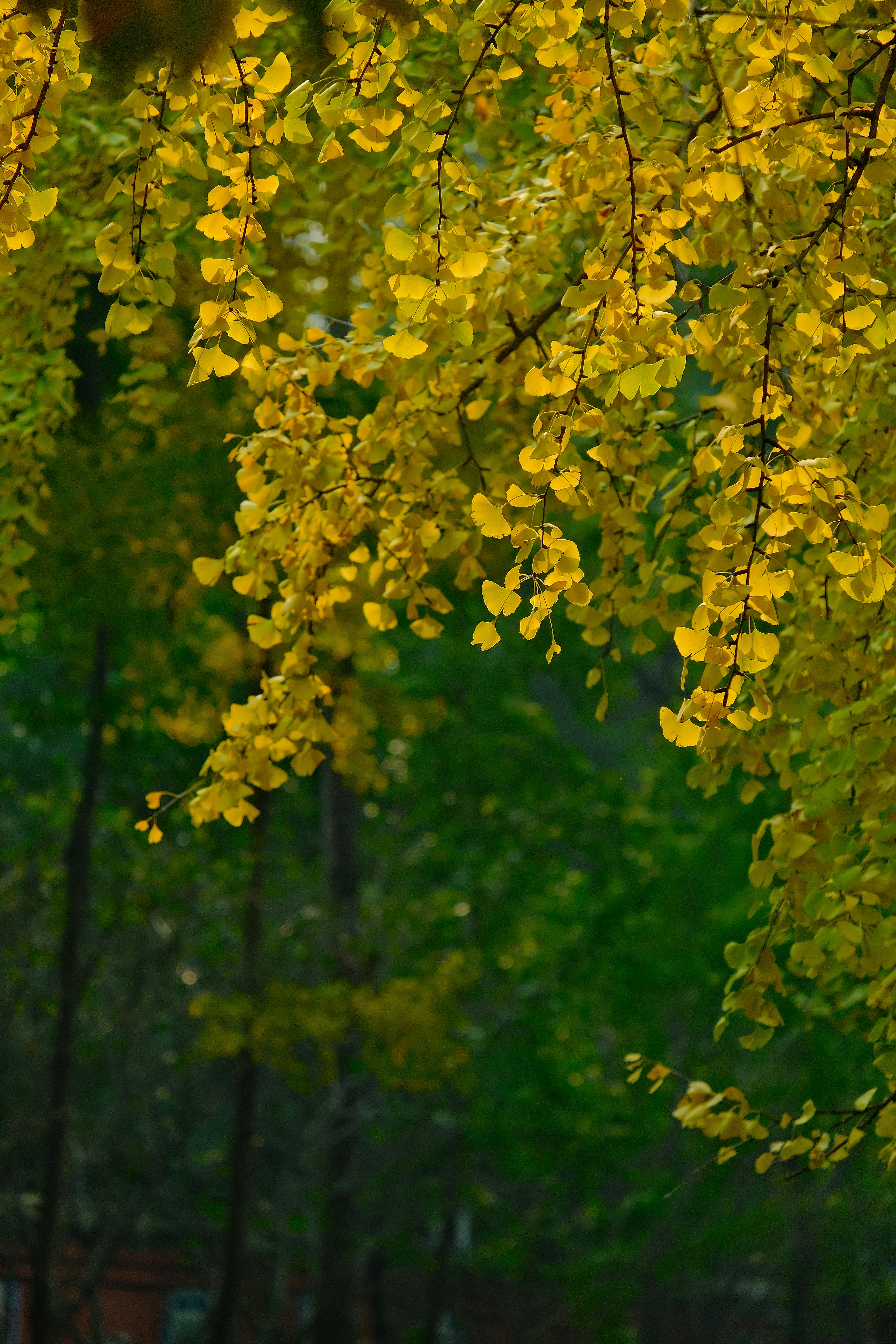 Gratuit Frunziș galben auriu captivant al copacilor pe un fundal verde, într-un cadru senin de parc. Fotografie de stoc