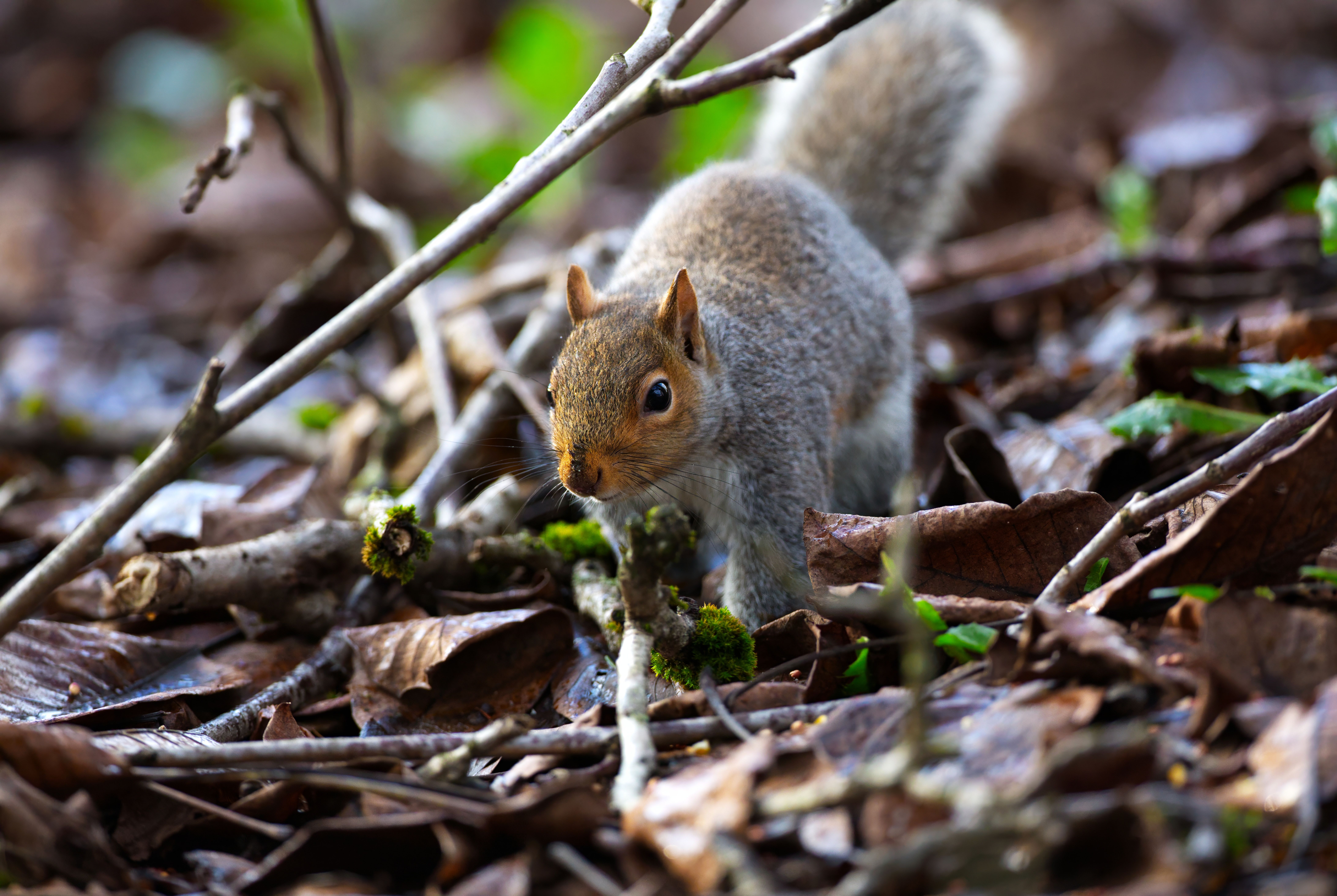 Curious Squirrel Exploring Forest Floor in Autumn · Free Stock Photo