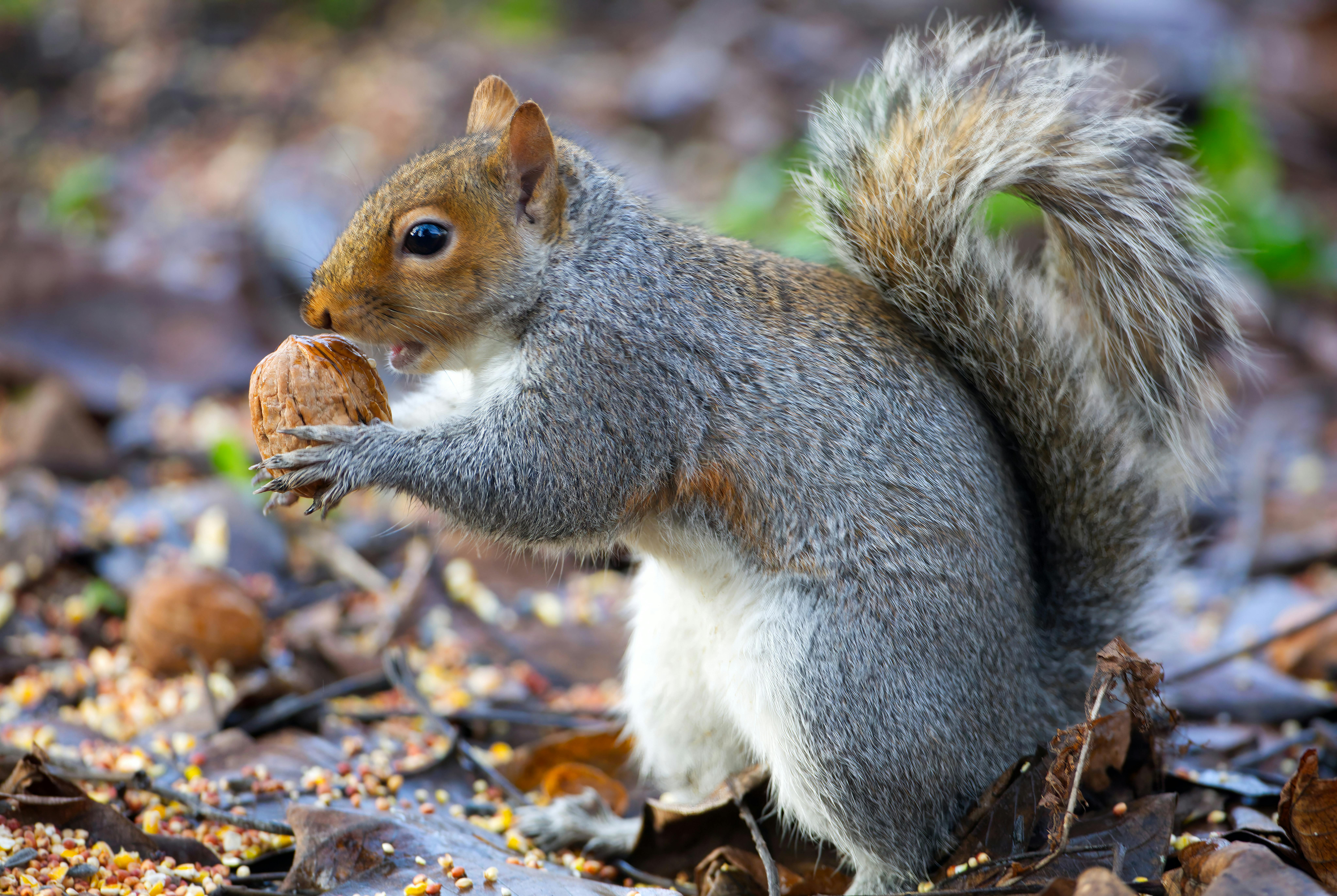 Wild Foraging: Ways to Boost Your Sugar-Free Treats