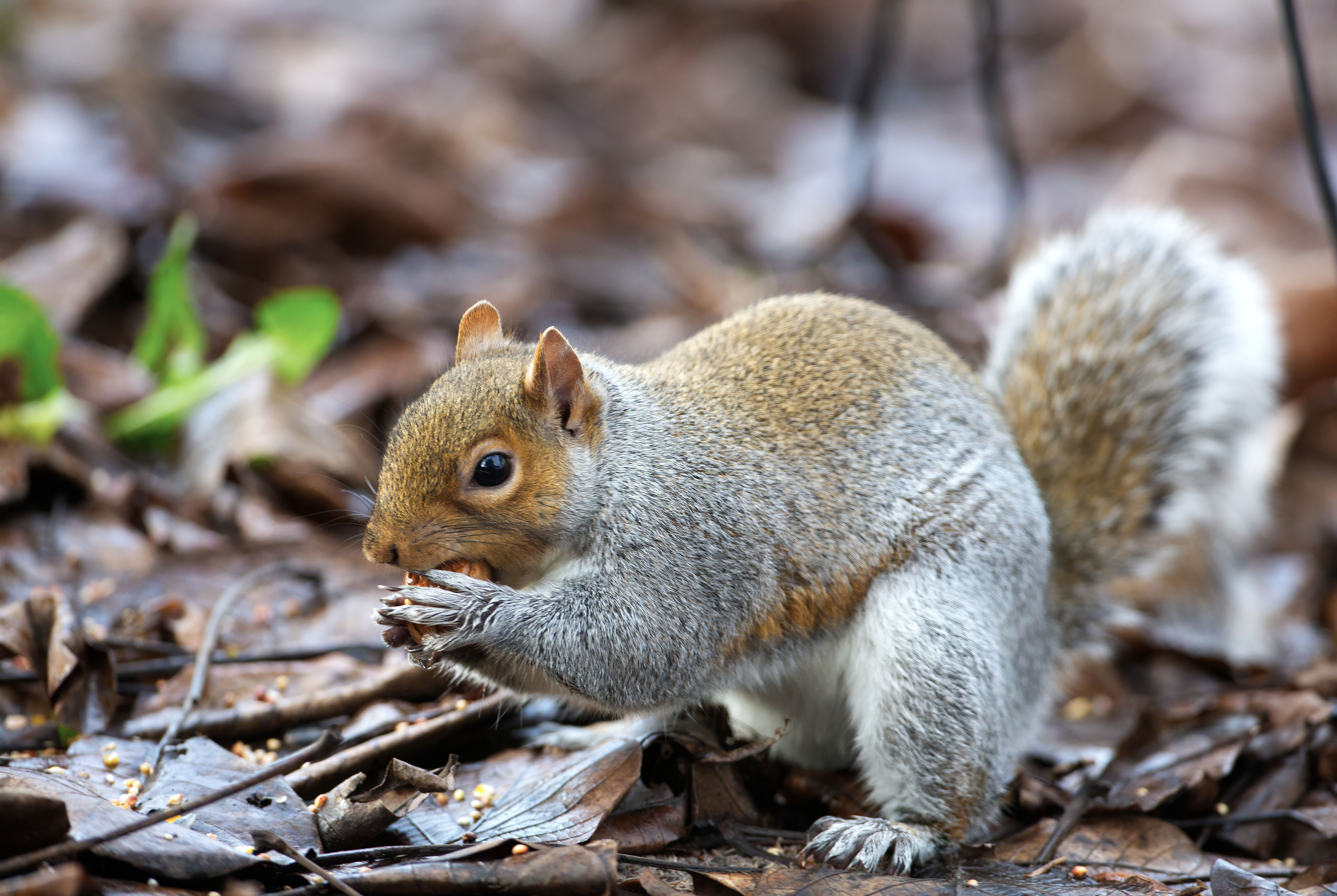 Close-up of Eastern Gray Squirrel in Natural Habitat · Free Stock Photo
