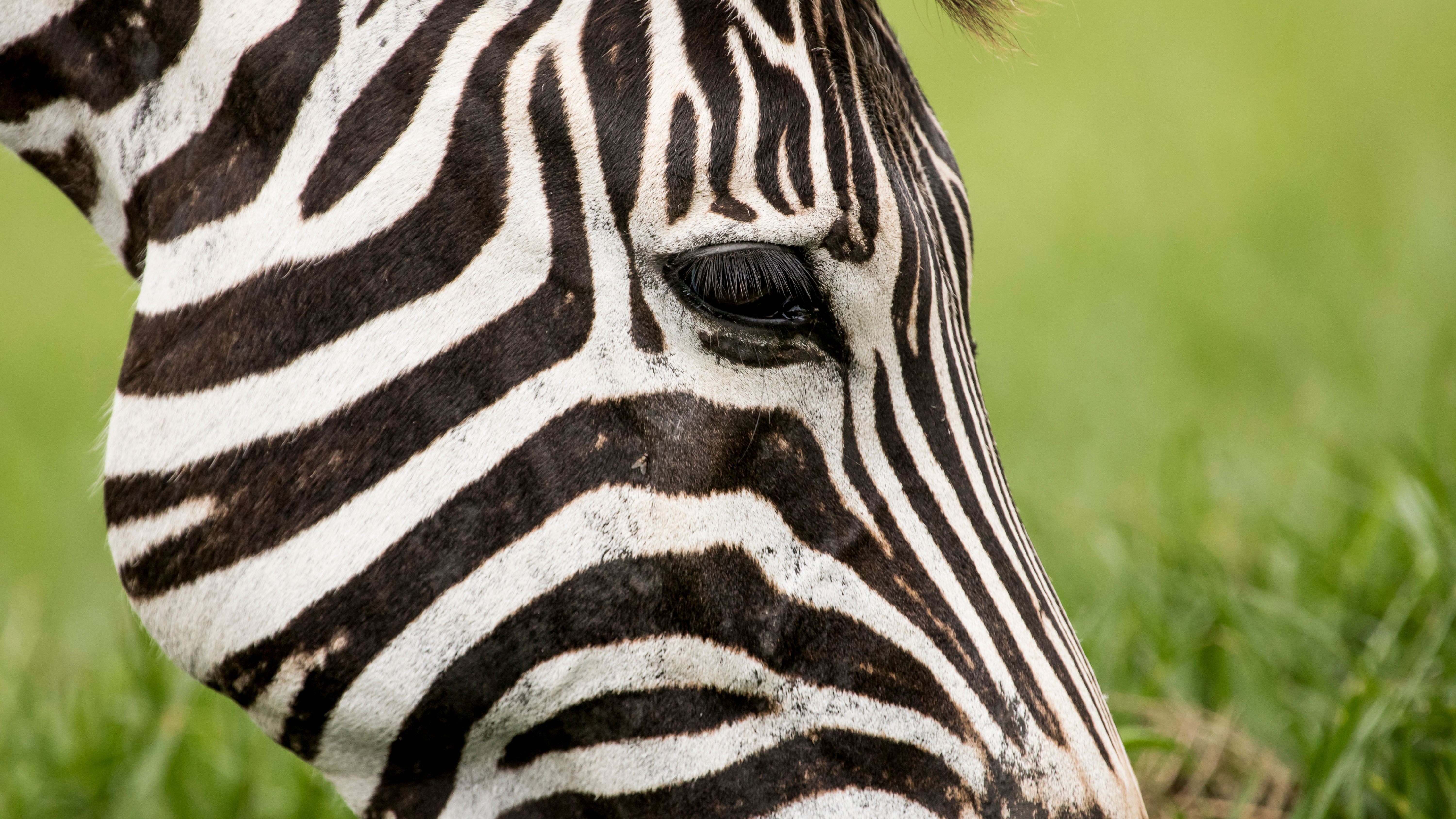 Close-Up of Zebra with Distinctive Stripes · Free Stock Photo