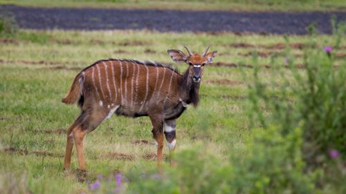 Free Beautiful view of a Nyala antelope standing in a grassy field, showcasing its elegant stripes. Stock Photo