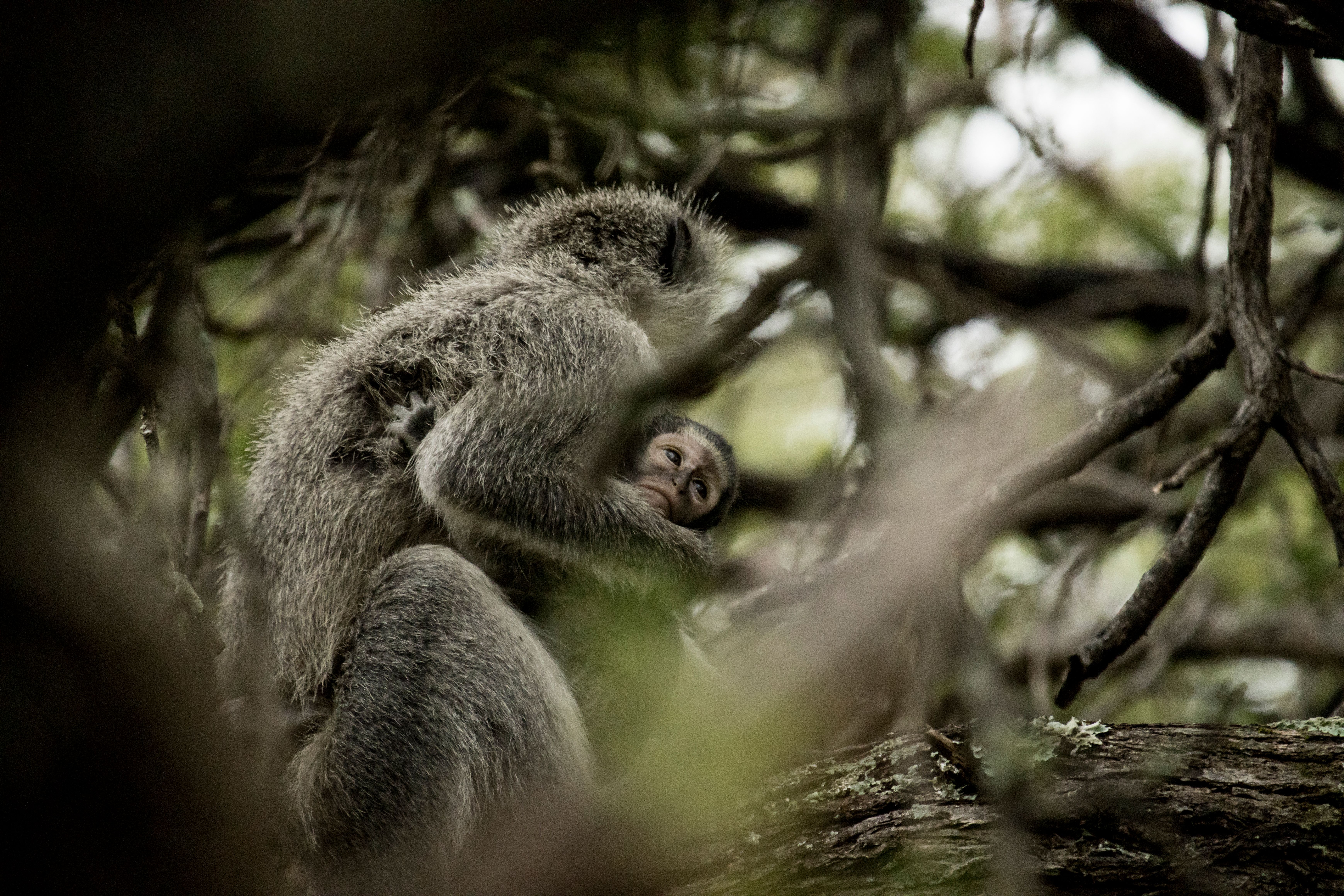 Intimate Scene of Vervet Monkeys in Natural Habitat · Free Stock Photo