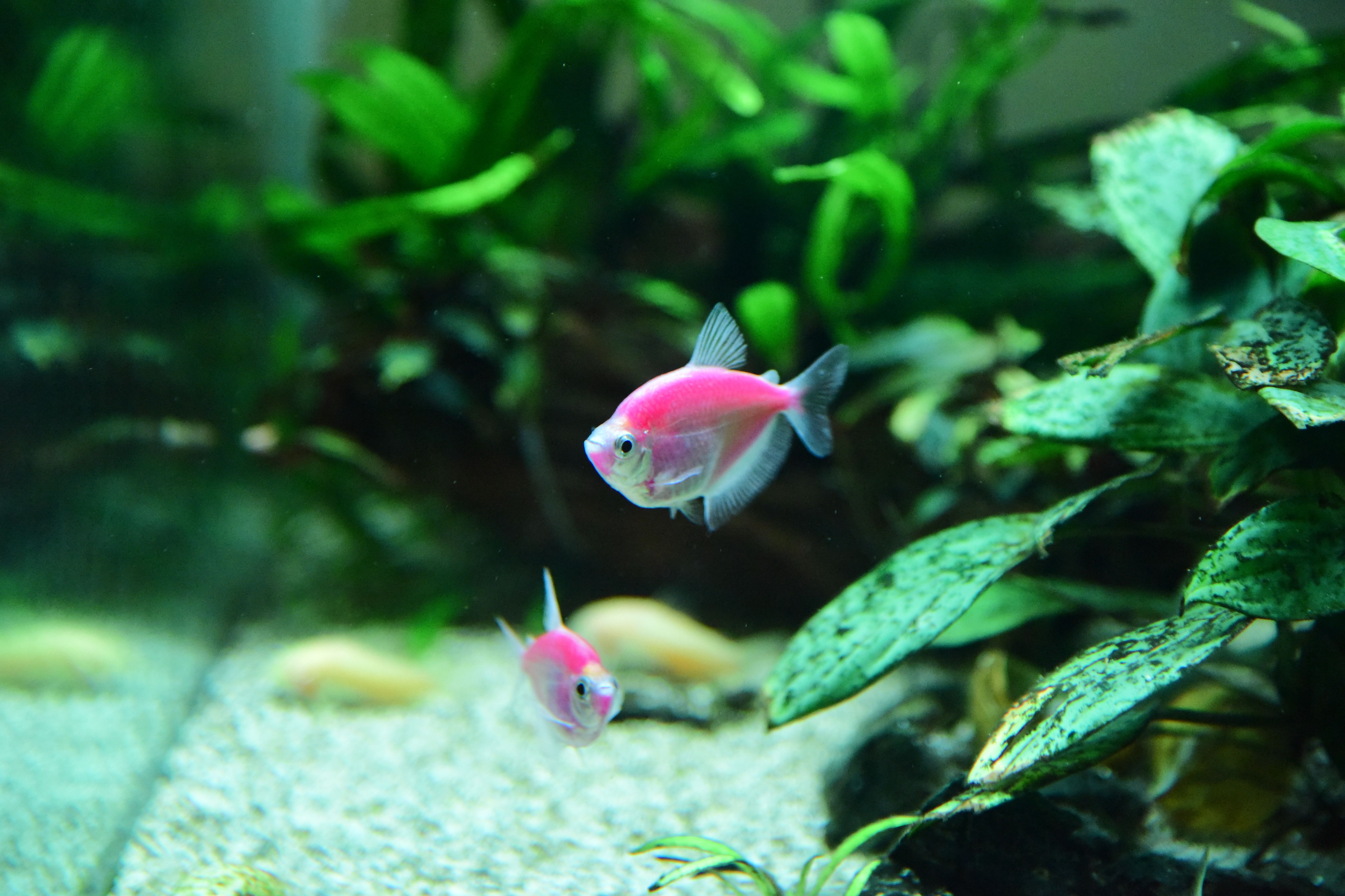 A vibrant pink fish swims gracefully alongside lush aquatic plants in a freshwater aquarium.