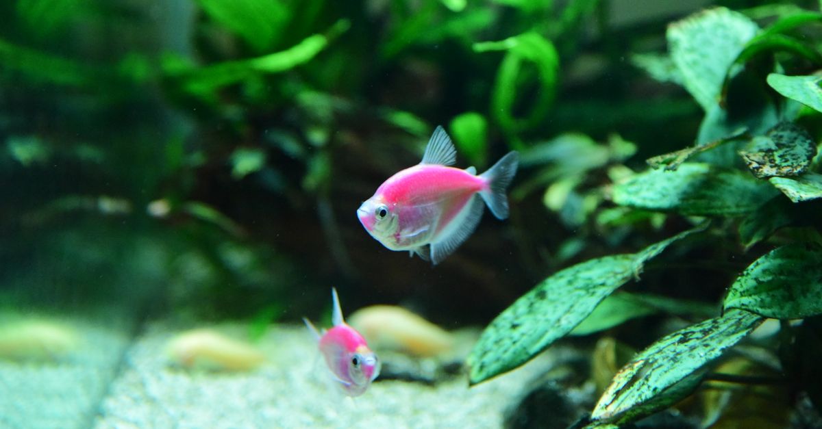 Pink Round Fish Vibrant Pink Fish in Freshwater Aquarium · Free Stock Photo
