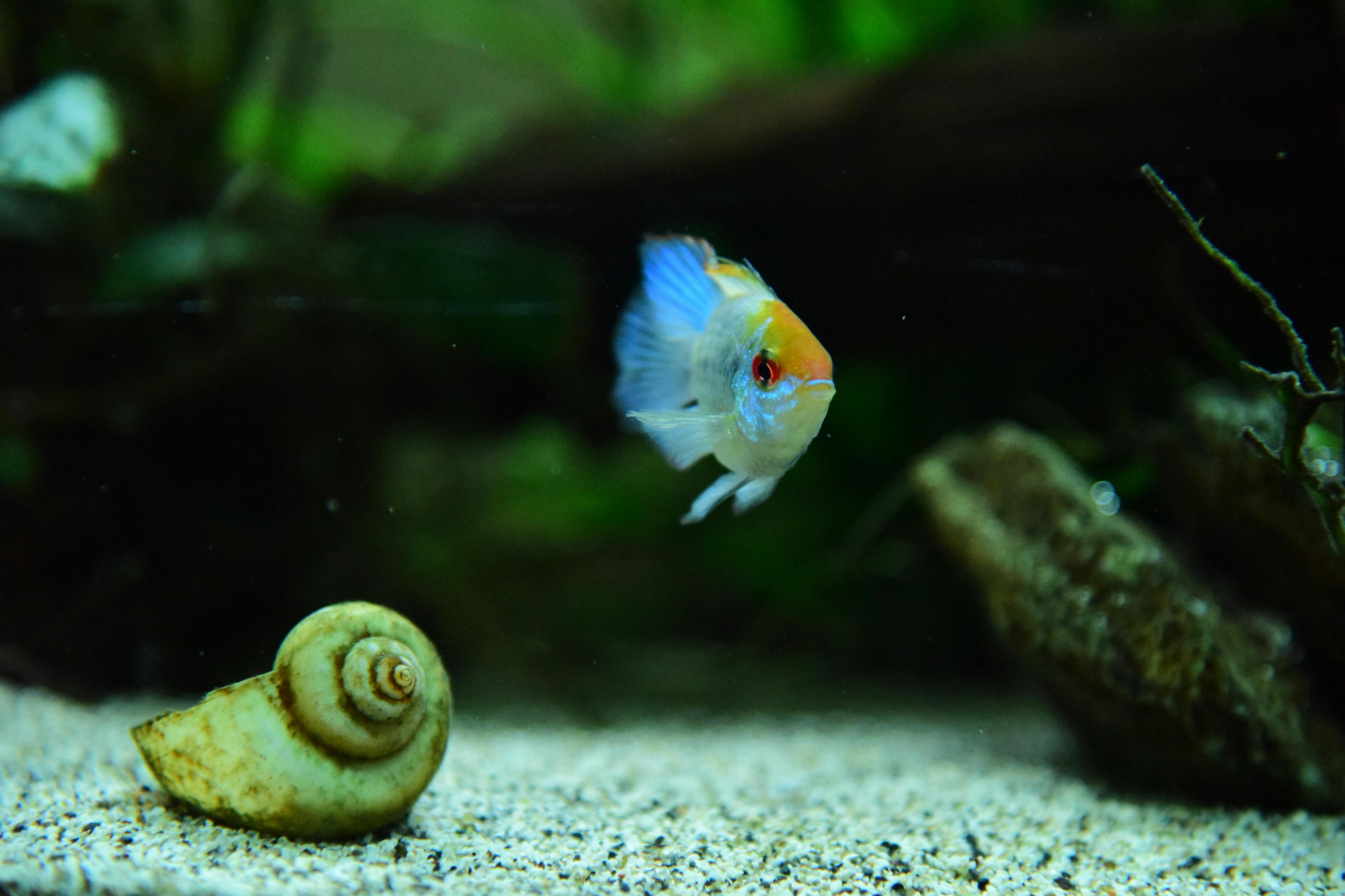 Vibrant aquarium fish swimming alongside a spiral snail shell on a sandy substrate.