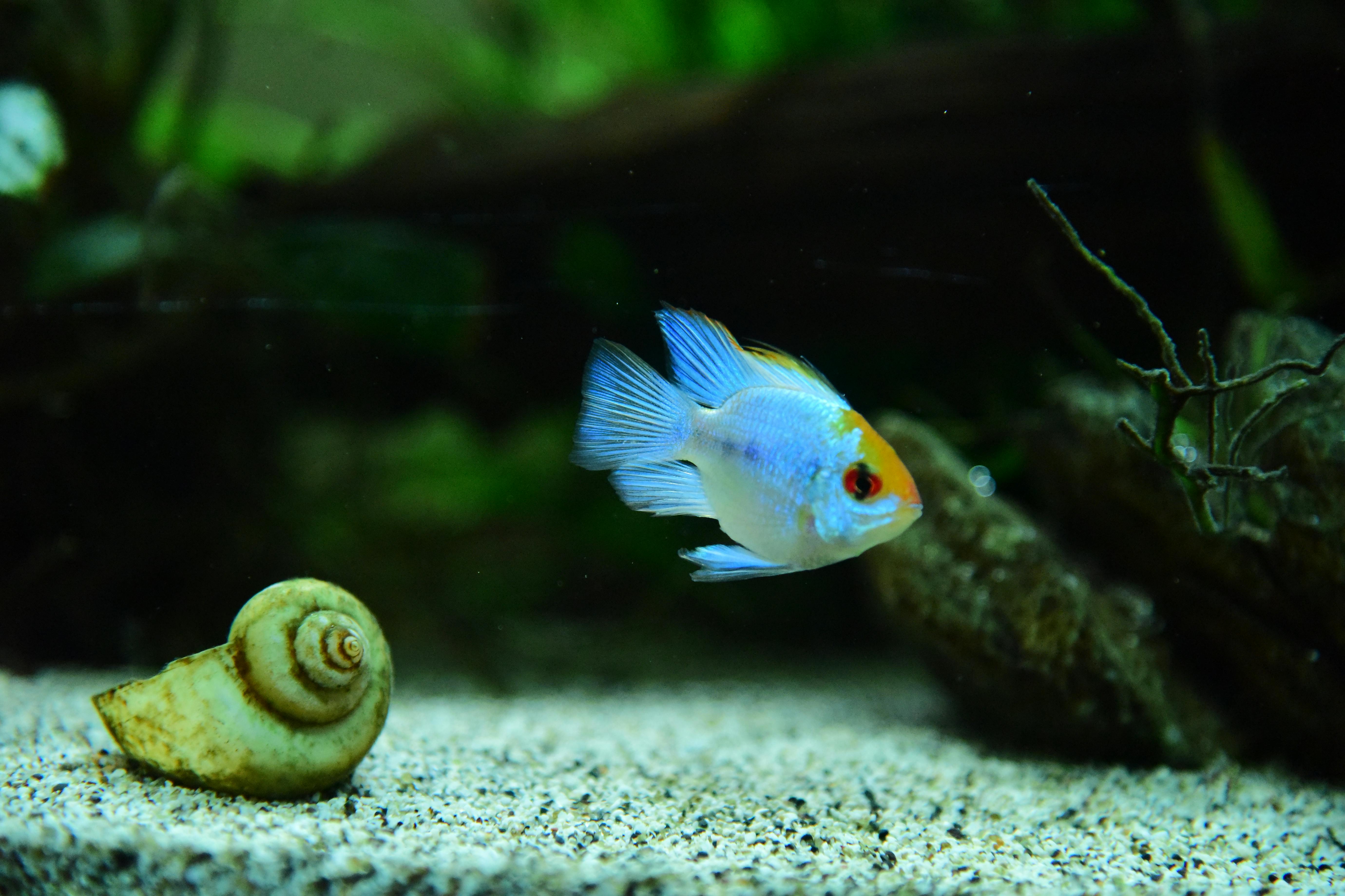 Close-up of a vibrant fish swimming near a snail in a lush aquarium.