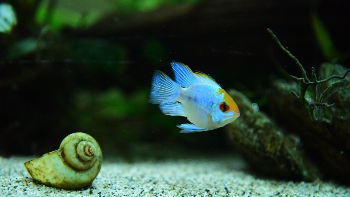 Freshwater Aquarium Snails: 6 Types Compared