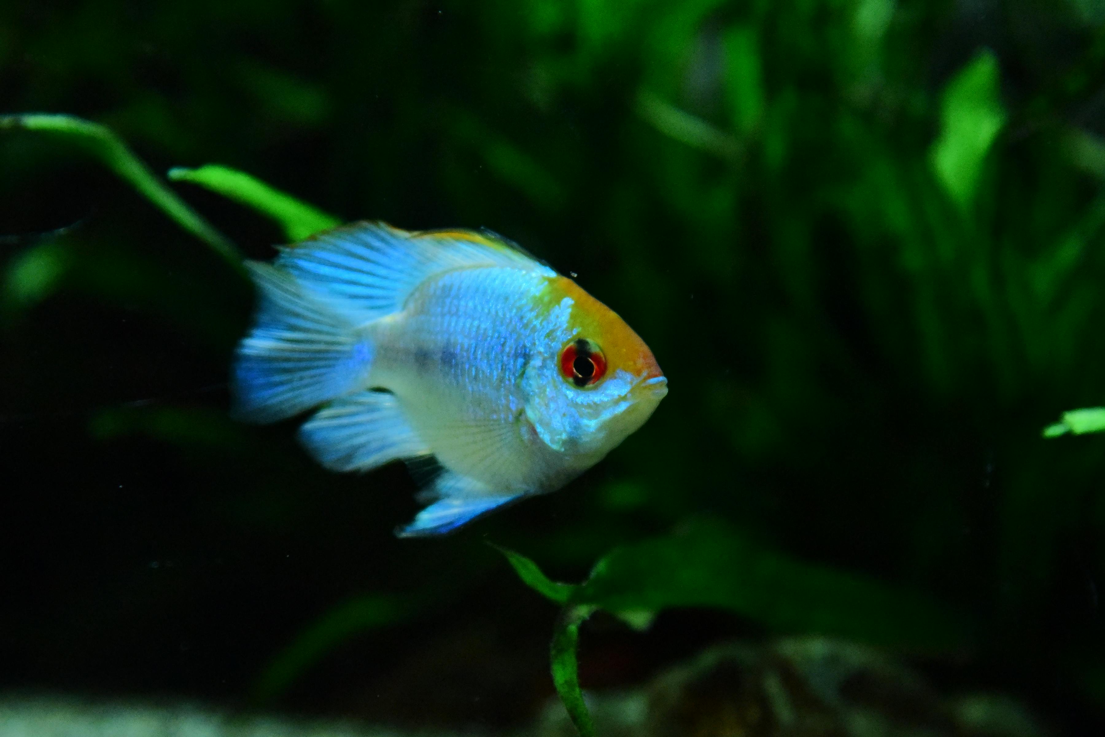 Vibrant blue ram cichlid swimming in a lush green aquarium setting.