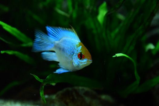 Blue and gold Ram Cichlid swimming gracefully among lush green plants in a vibrant aquarium.