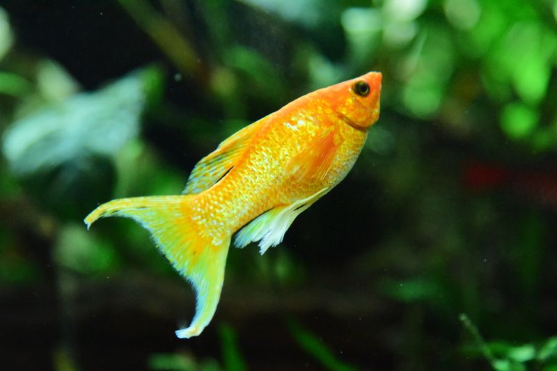 Close-up of a colorful orange swordtail fish swimming in an aquarium.