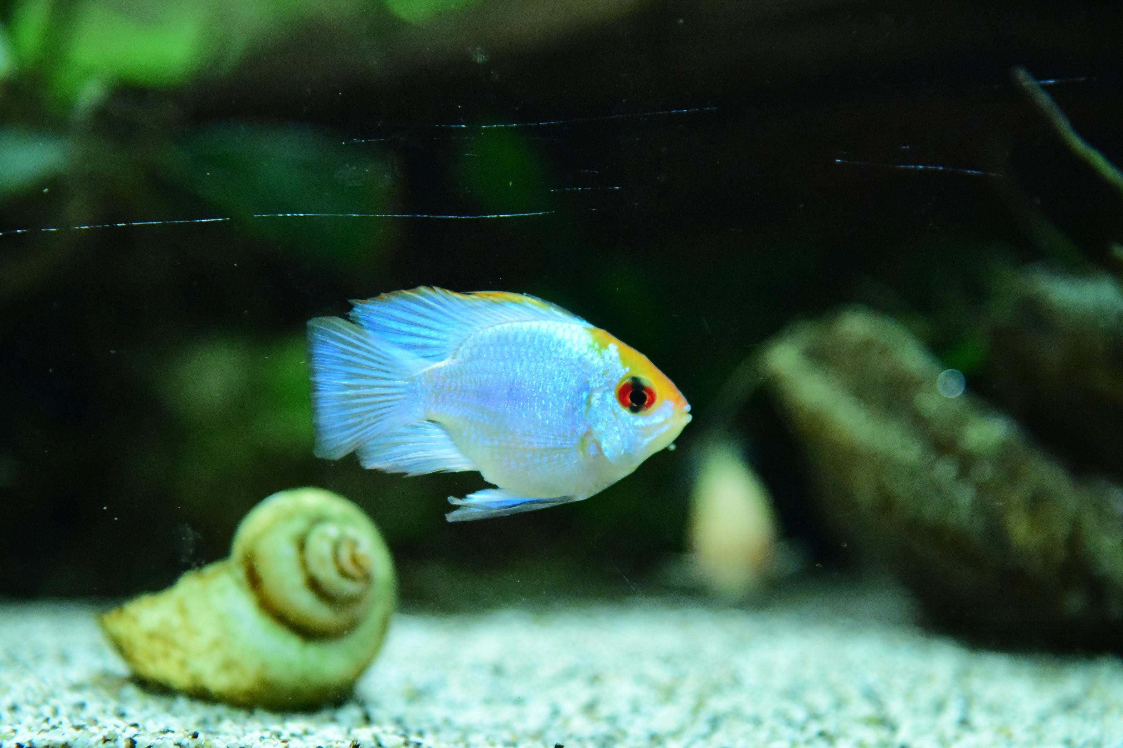 Close-up of a vibrant cichlid fish swimming over aquarium sand with shell.