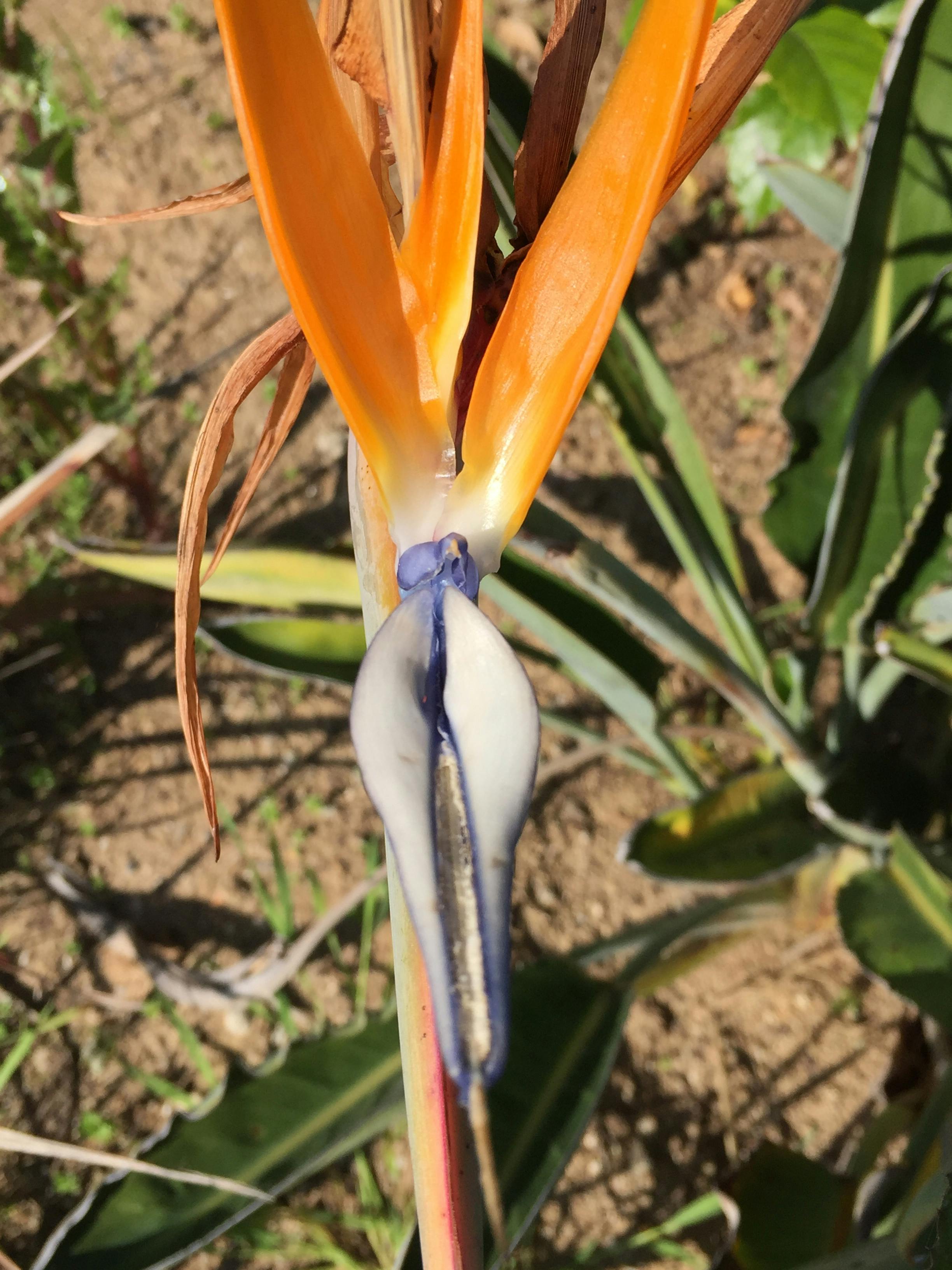 オレンジ 楽園の鳥 男根の無料の写真素材