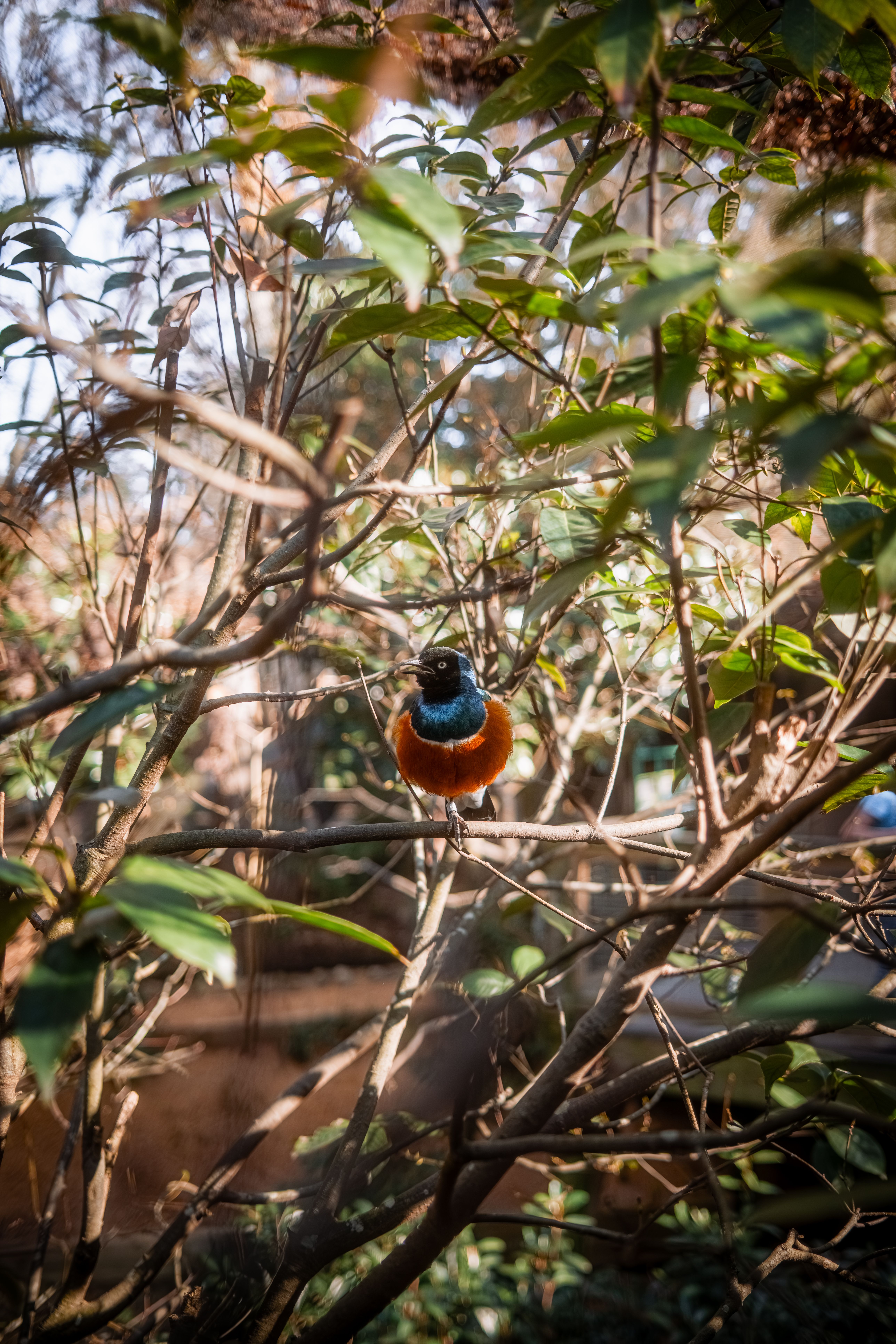 Colorful Bird in a Lush Garden Setting · Free Stock Photo