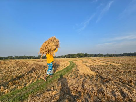 A farmer carries rice stalks during harvest in a rural field on a sunny day.