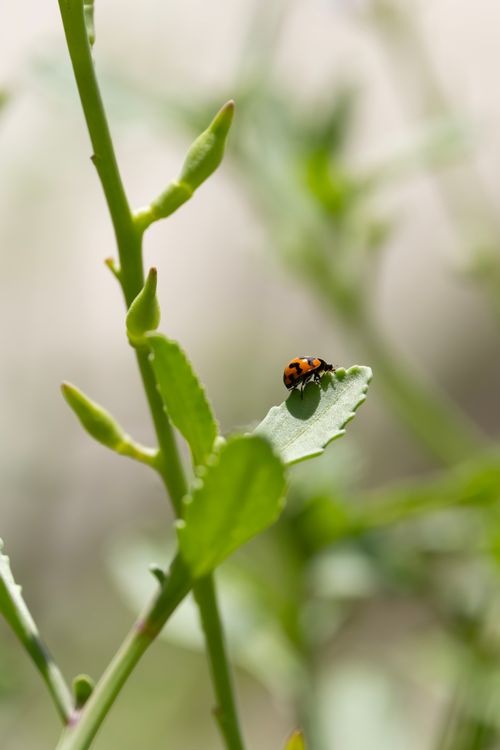 Free Close-up of a ladybug on a leaf in a New South Wales garden, Australia. Stock Photo