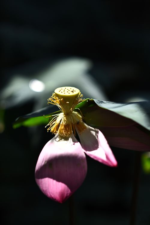 where to buy popcorn seeds for planting Robust Yellow Hybrid Popcorn F1 5,000 Seeds