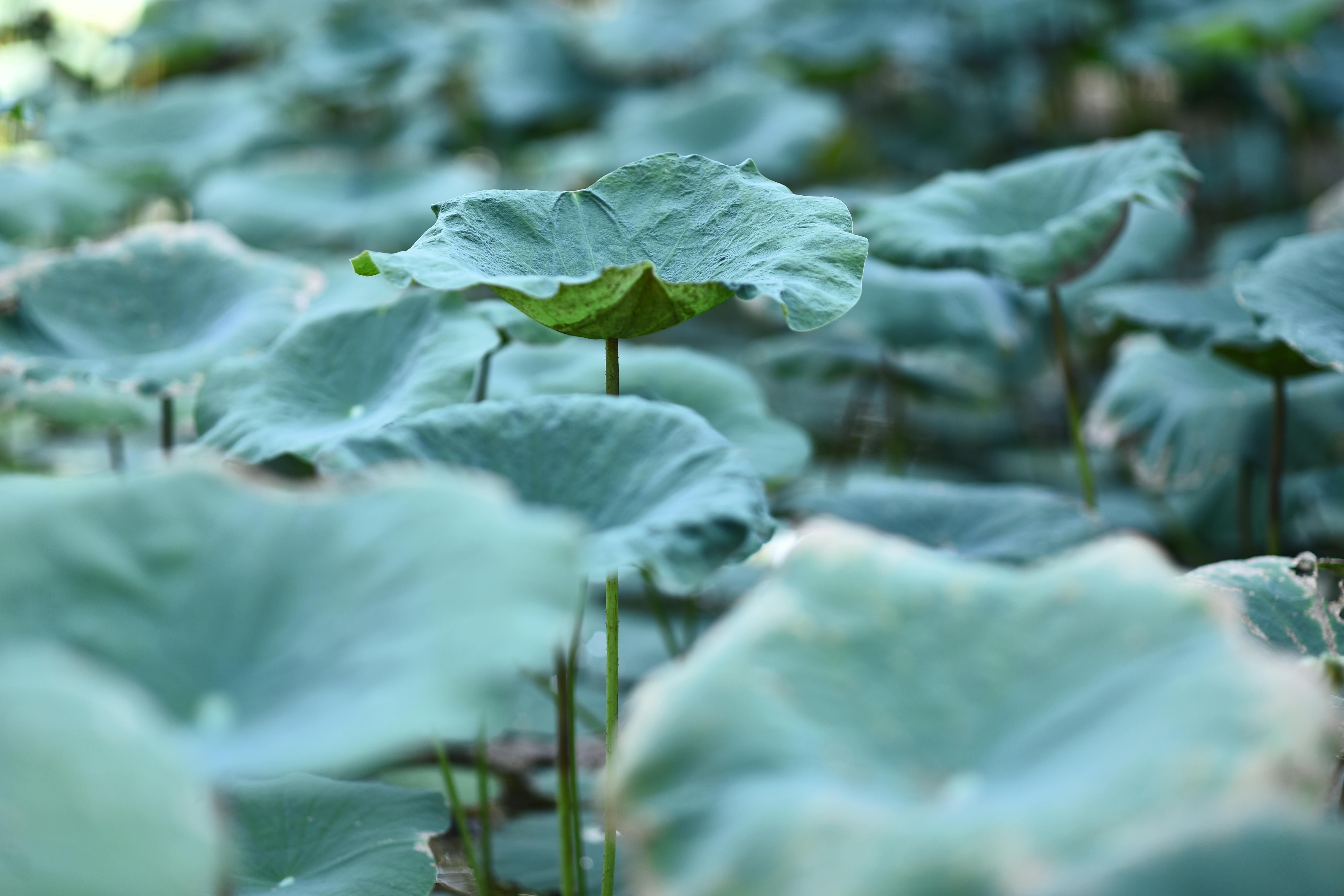 Serene view of abundant green lotus leaves in a natural outdoor environment.