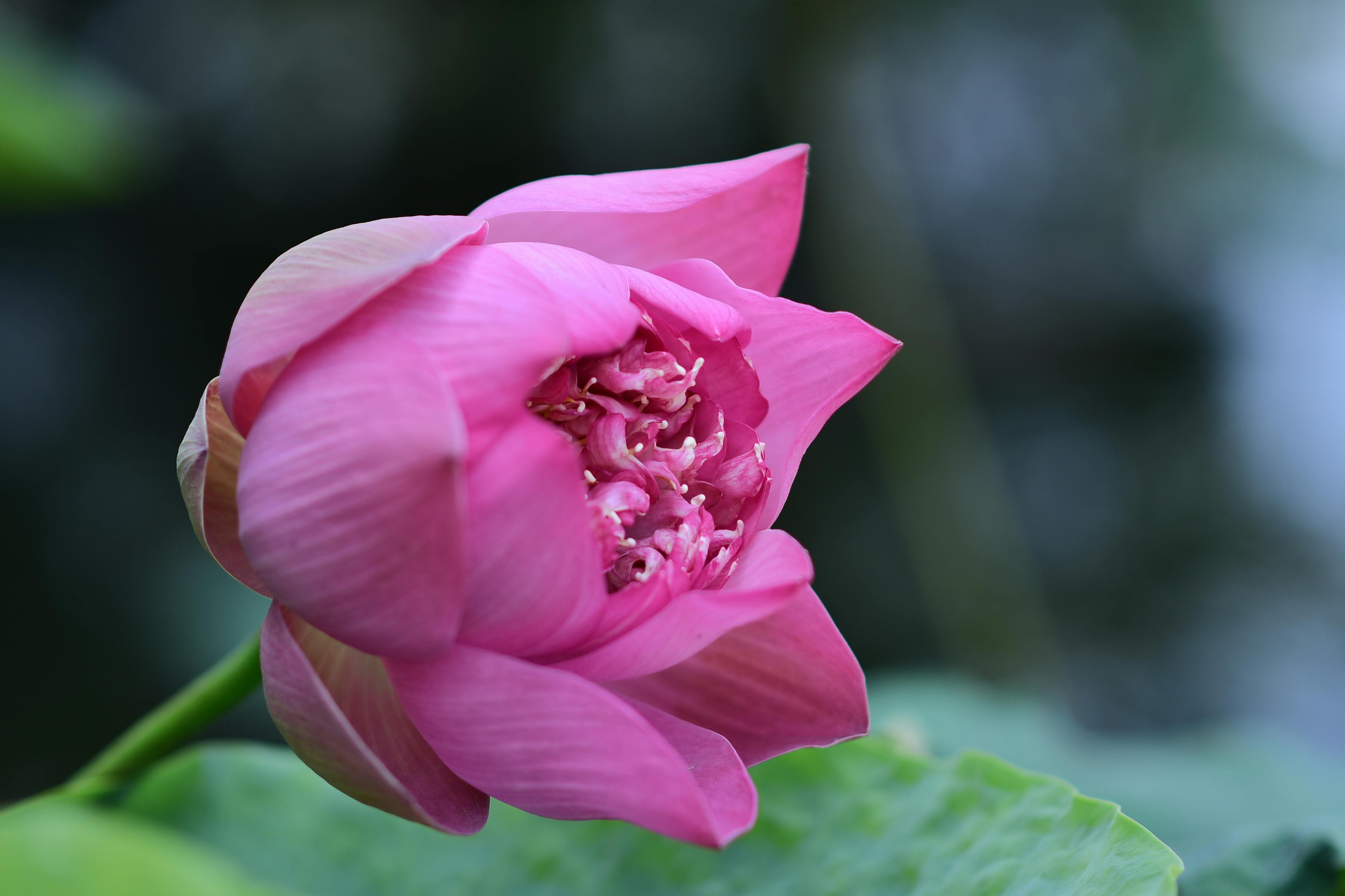 Close-up of a vibrant pink lotus flower in bloom against a blurred natural background.