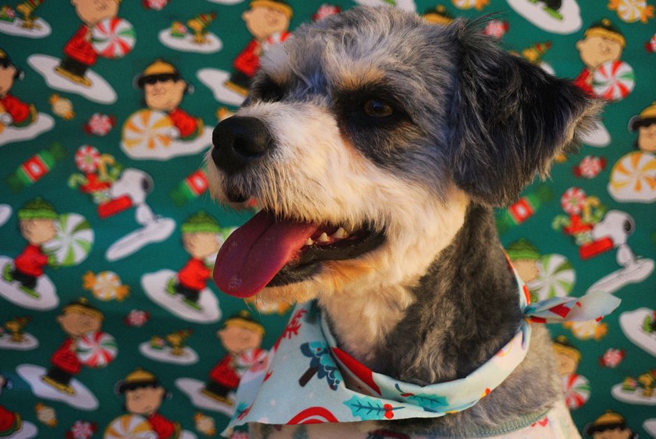 cute cartoon puppy mascot
