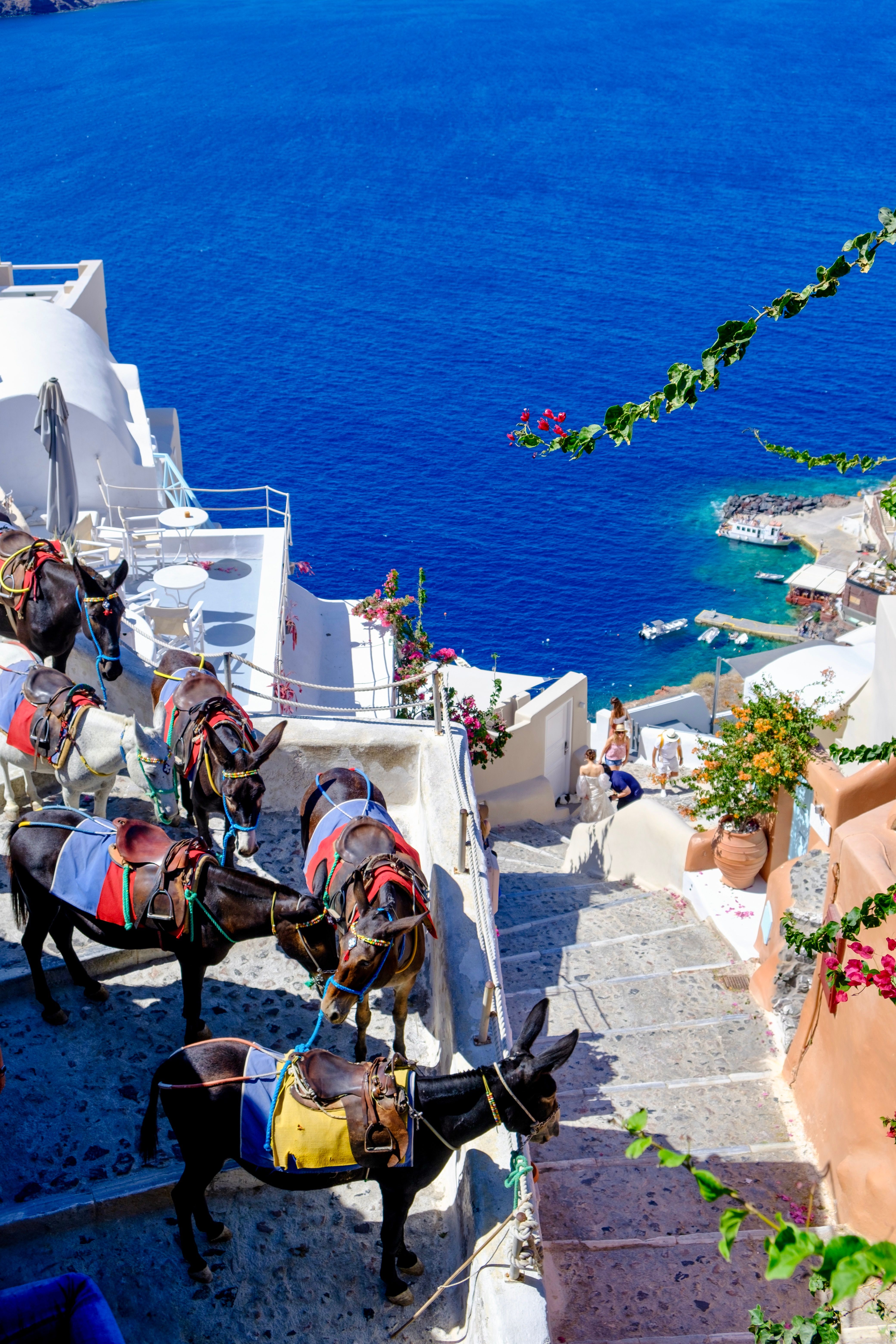 Donkeys on Santorini Steps Overlooking Aegean Sea · Free Stock Photo