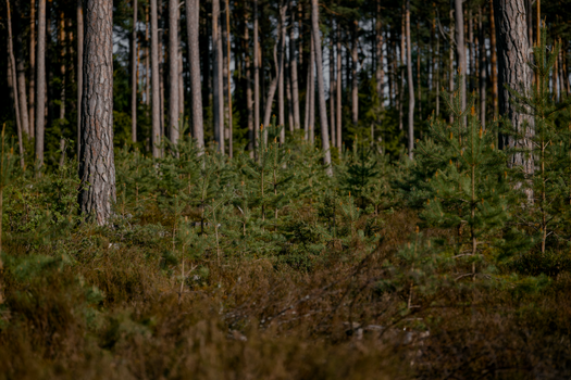 Dense evergreen forest with tall pine trees and lush undergrowth, showcasing natural greenery.