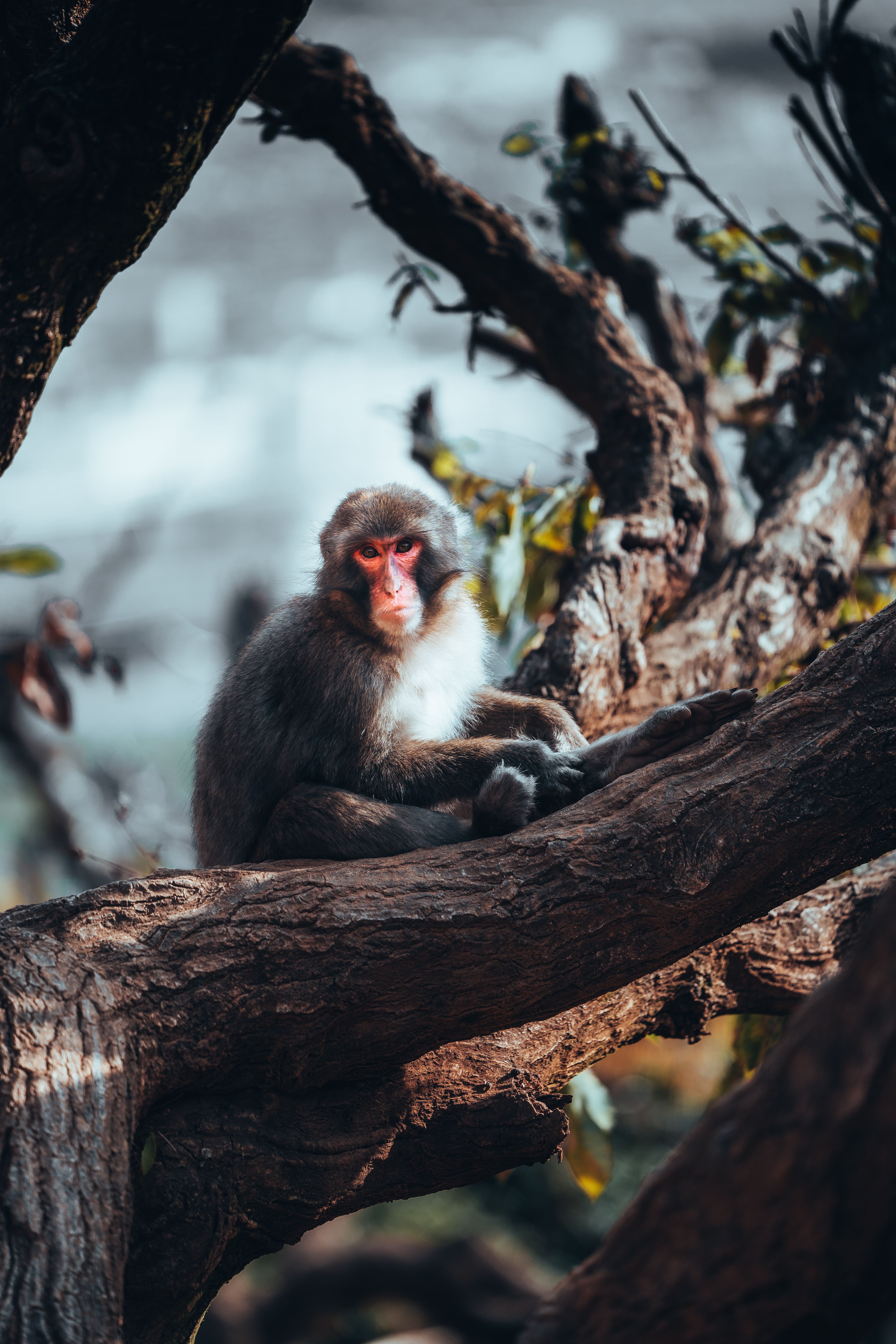 Japanese Macaque Resting in Kyoto Forest · Free Stock Photo