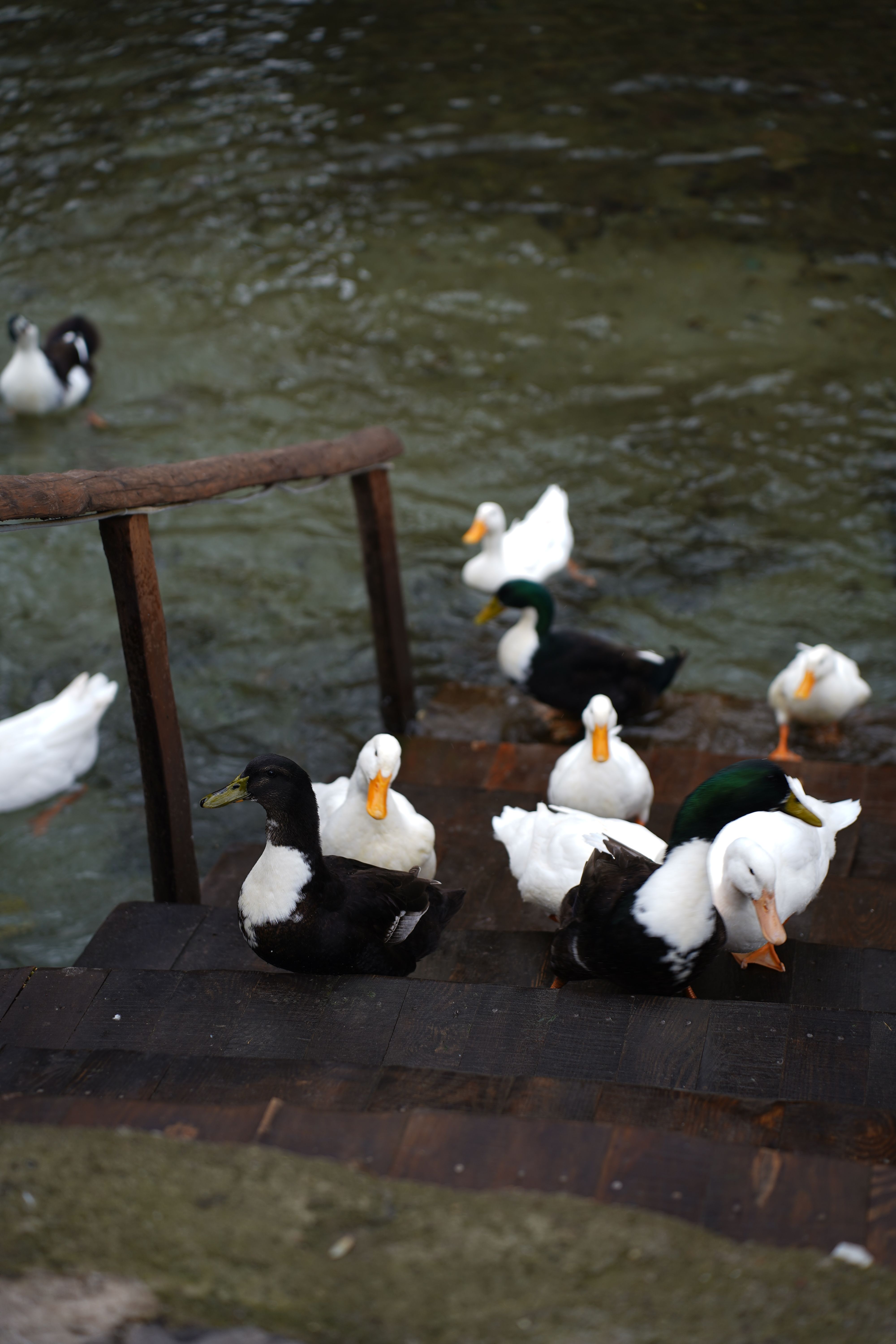Ducks descending steps into a serene water body in Çanakkale, Türkiye. Peaceful wildlife scene.