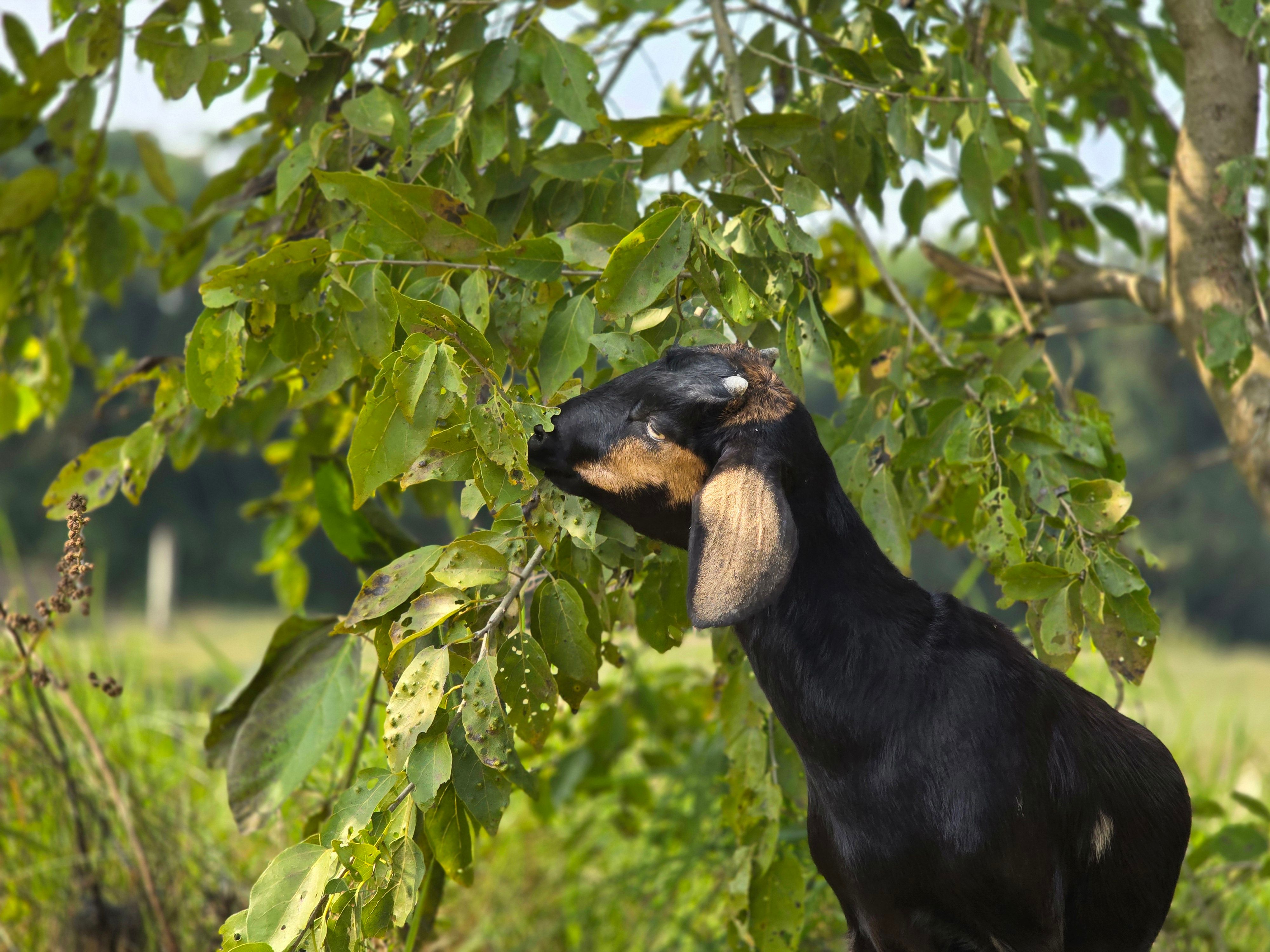 Goat Eating Leaves in Peaceful Outdoor Setting · Free Stock Photo
