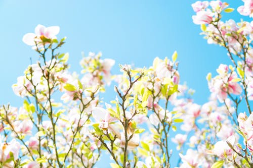 Ilmainen kuvapankkikuva tunnisteilla kevätkukat, magnolia