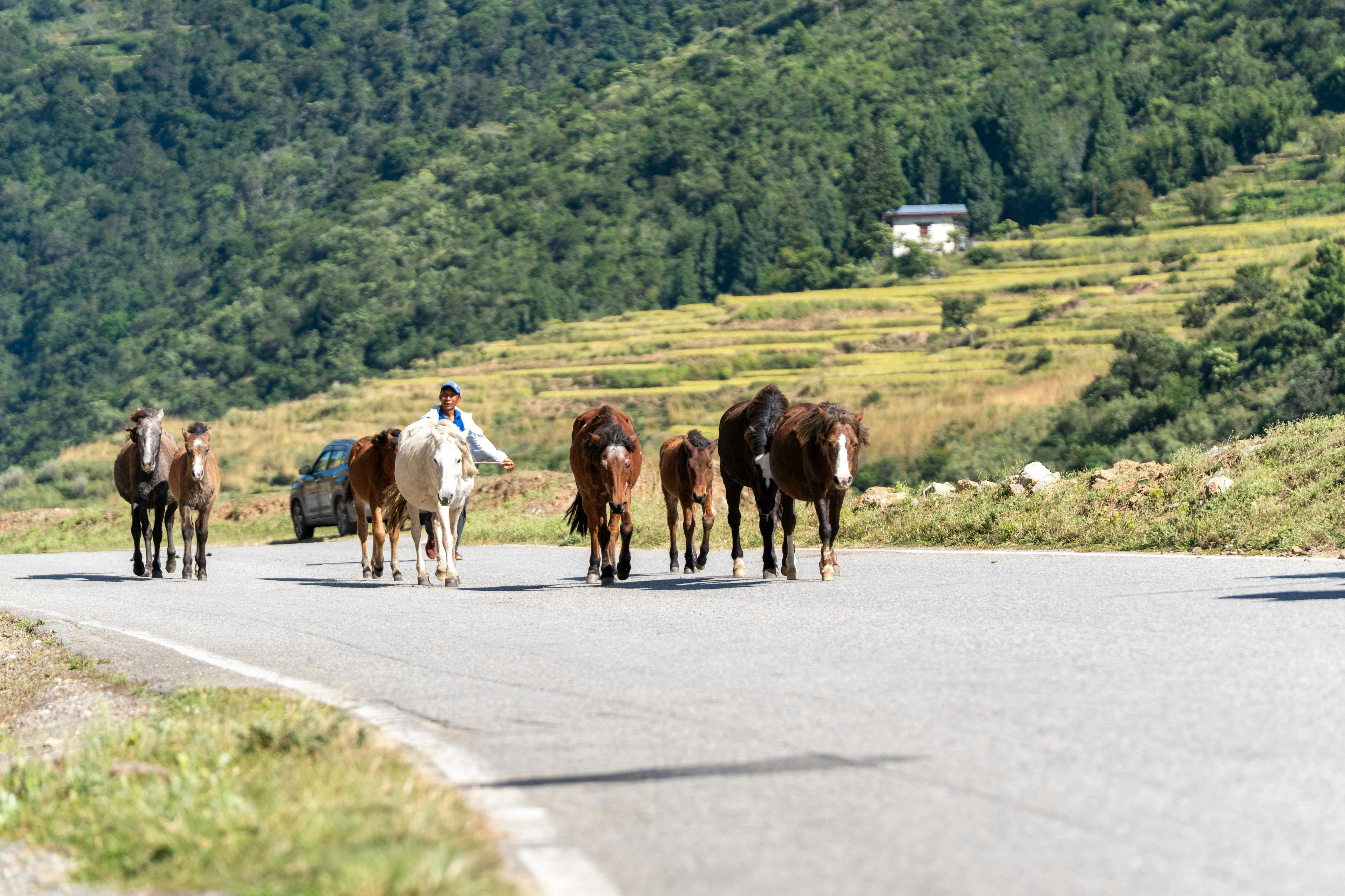 Himalayan Range Motorcycles – Car Rental in Punakha | Punakha