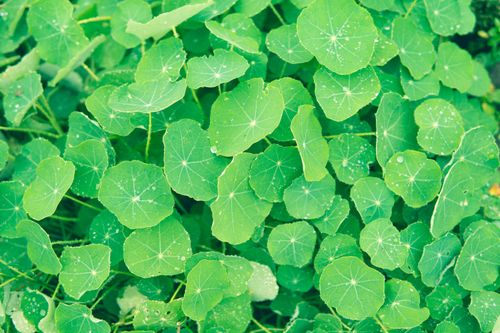 Free stock photo of dewdrops, green plants Stock Photo