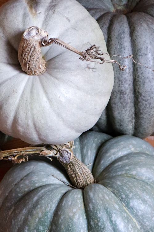 Free Vibrant greenish-gray pumpkins perfect for autumn decoration or harvest festivals. Stock Photo