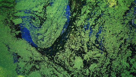 Artwork for Phytoplankton & Human Vitality: The Cellular Power of the Ocean’s First Food with David Hunter
