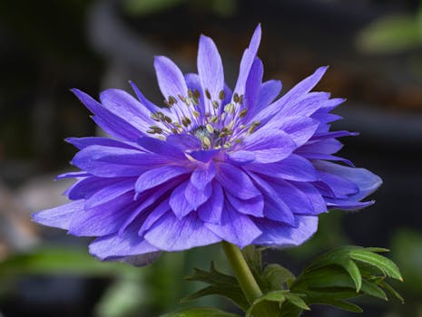 Close-up of a vibrant purple anemone flower in full bloom, showcasing detailed petals.