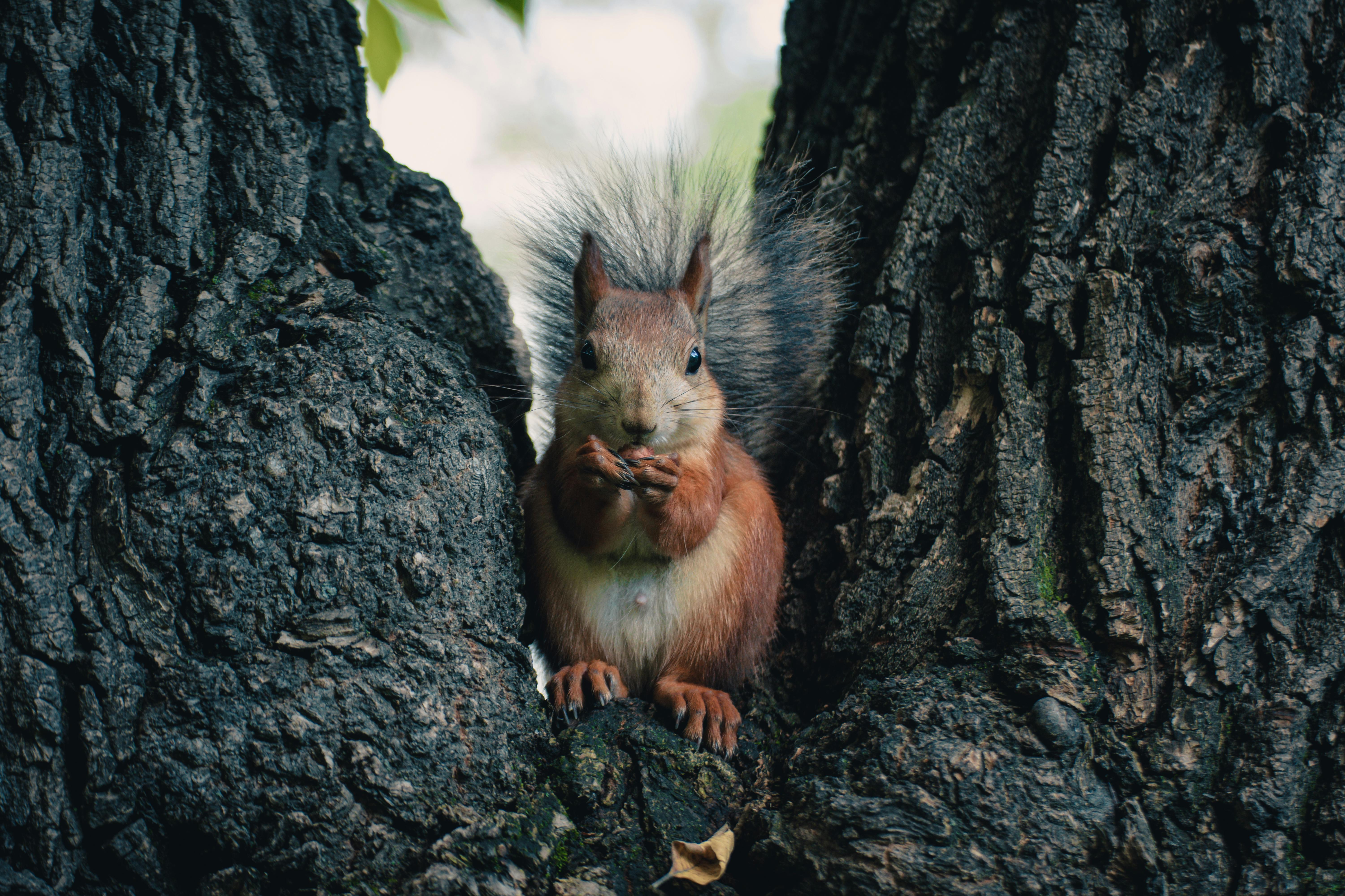 Superfoods for Weight Loss: Nuts and Seeds You Should Know