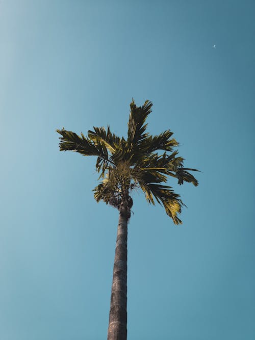 Бесплатное стоковое фото с portraitphotography, аквамарин, голубое небо