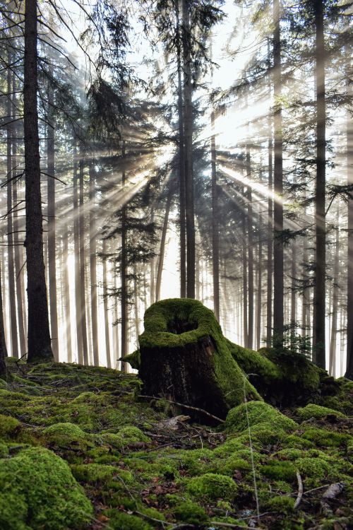 Free Sunlight creates a mystical glow through tall trees in a serene forest. Stock Photo